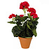 Künstliche Pflanze Geranie Dunkelrosa - H 34 cm - Keramiktopf - Mica Decorations