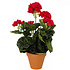 Kunstplant Geranium donkerroze - H 34cm - Keramiek sierpot - Mica Decorations