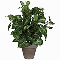 Kunstplant Syngonium (Fittonia) Groen - H 35cm - Keramiek sierpot - Mica Decorations