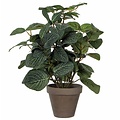 Kunstplant Pilea Groen - H 35cm - Keramiek sierpot - Mica Decorations