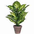 Künstliche Pflanze Dieffenbachia Grün - H 40 cm - Keramiktopf - Mica Decorations