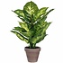 Kunstplant Dieffenbachia Groen - H 40cm - Keramiek sierpot - Mica Decorations