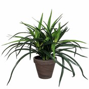 Künstliche Pflanze Dracaena Grün - H 34 cm - Keramiktopf - Mica Decorations