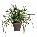 Künstliche Pflanze Dracaena Grünbunt - H 34 cm - Keramiktopf - Mica Decorations