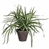 Kunstplant Dracaena Groen-bont - H 34cm - Keramiek sierpot - Mica Decorations