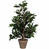 Künstliche Pflanze - Ficus Exotica Grün - H 65 cm - Keramiktopf - Mica Decorations