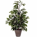 Künstliche Pflanze - Ficus Exotica Grünbunt - H 65 cm - Keramiktopf - Mica Decorations