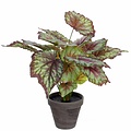 Kunstplant Begonia Groen-rood - H 40cm - Keramiek sierpot - Mica Decorations