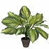 Künstliche Pflanze Hosta Grün - H 50cm - Keramiktopf - Mica Decorations