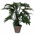 Künstliche Pflanze Philodendron Selloum Grün - H 50 cm - Keramiktopf - Mica Decorations
