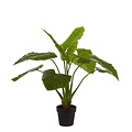 Künstliche Pflanze Taro Grün - H 100cm - Kunststofftopf - Mica Decorations