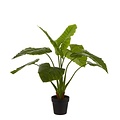 Kunstplant Taro Groen - H 100cm - Kunststof pot - Mica Decorations