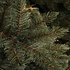 Forest Frosted Pine Newgrowth - Blauw - Triumph Tree kunstkerstboom