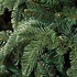 Abies Nordmann DELUXE Slim (schmal) - Grün - Triumph Tree künstlicher Weihnachtsbaum
