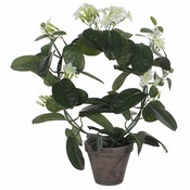 Kunstplant Bruidsbloem Wit (Stephanotis) - H 50cm - Keramiek sierpot - Mica Decorations