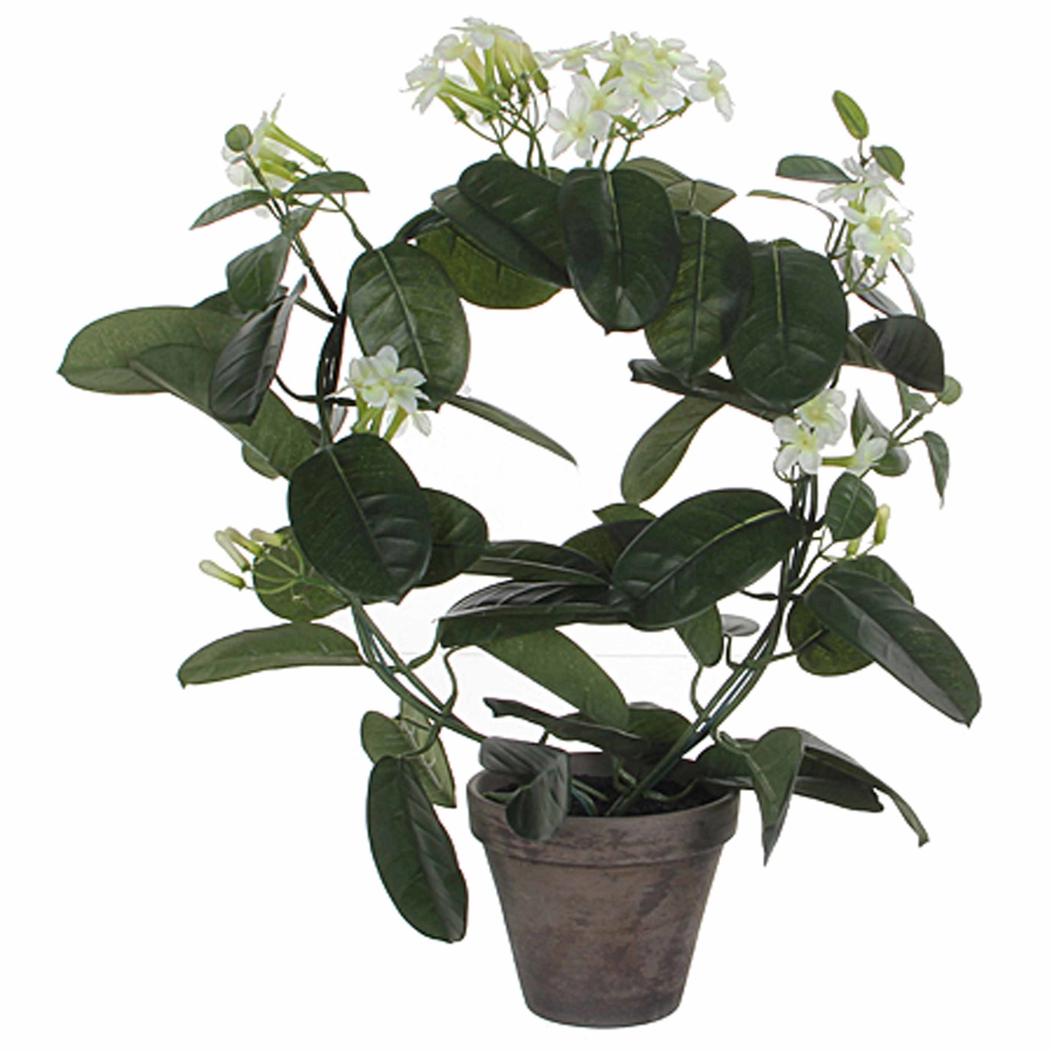 Knstliche Pflanze Brautblume Wei (Stephanotis) - H 50 cm - Keramiktopf -  Mica Decorations