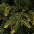 Frasier Fir LED - Grün - BlackBox künstlicher Weihnachtsbaum