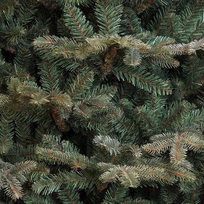 Frasier Fir -  Blauw-Groen - BlackBox kunstkerstboom