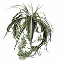 Kunstplant Chlorophytum Groen-bont - L 45cm - Keramiek sierpot - Mica Decorations