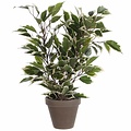 Kunstplant Ficus Natasja Groen-bont - H 40cm - Keramiek sierpot - Mica Decorations