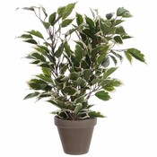 Künstliche Pflanze Ficus Natasja Grünbunt - H 40cm - Keramiktopf - Mica Decorations