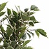 Künstliche Pflanze Ficus Natasja Grünbunt - H 40cm - Keramiktopf - Mica Decorations