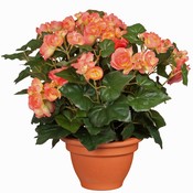 Kunstplant Begonia Zalm - H 37cm - Terracotta sierpot - Mica Decorations