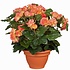 Kunstplant Begonia Zalm - H 37cm - Terracotta sierpot - Mica Decorations