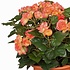 Künstliche Pflanze Begonie Lachs - H 37cm - Terrakottatopf - Mica Decorations