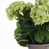 Künstliche Pflanze Hortensie Grün / Creme - H 45cm - Keramiktopf - Mica Decorations