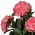 Künstliche Pflanze Hortensie Rosa - H 45cm - Keramiktopf - Mica Decorations