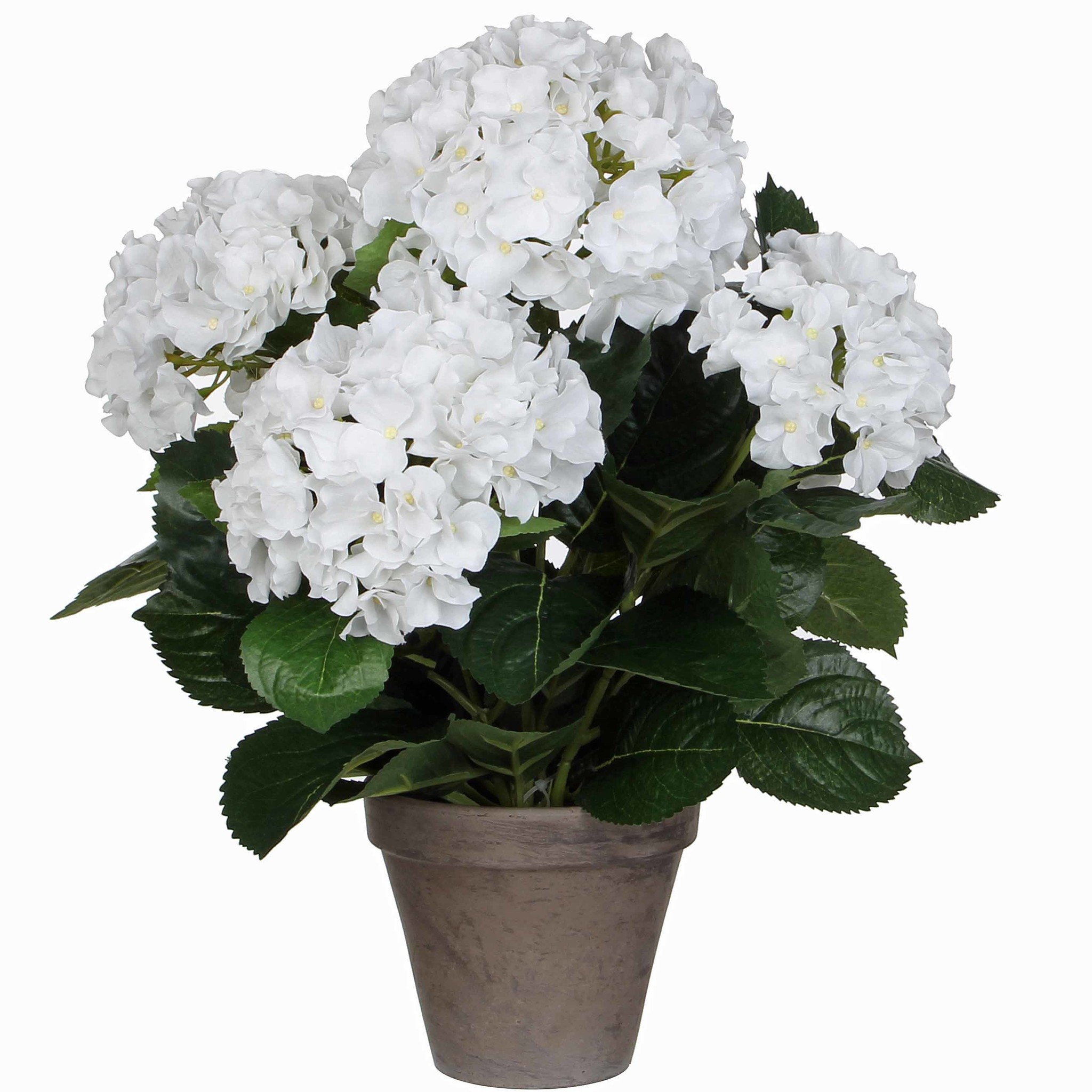 Shop Künstliche Pflanze Hortensie Weiß - H 45 cm - Keramiktopf - Mica Decor  Online - Plant New Day