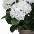 Künstliche Pflanze Hortensie Weiß - H 45 cm - Keramiktopf - Mica Decorations