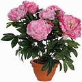 Künstliche Pflanze Pfingstrosen Rosa - H 50cm - Keramiktopf- Mica Decorations