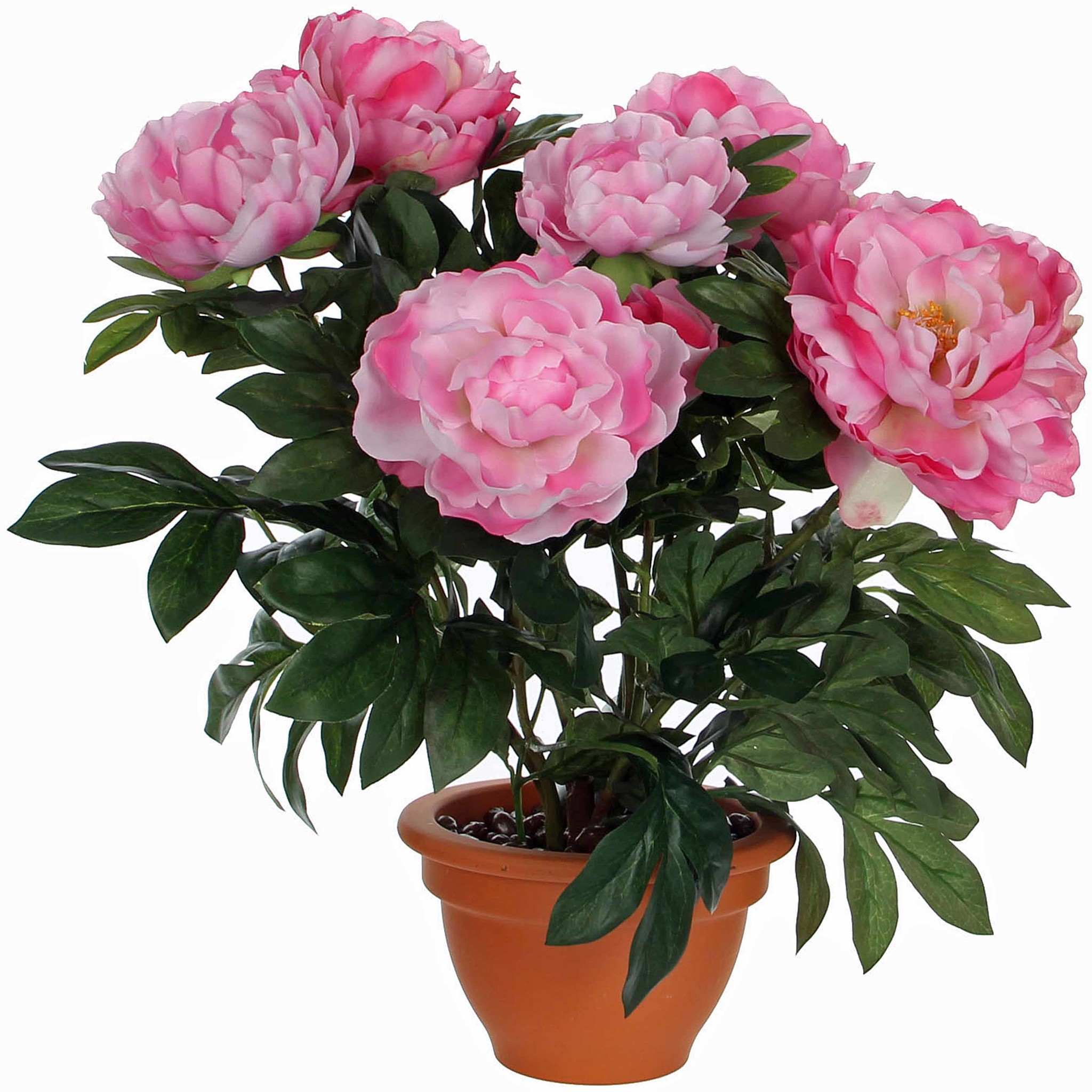 Shop Knstliche Pflanze Pfingstrosen Rosa - H 50cm - Keramiktopf- Mica Deco  Online - Plant New Day