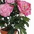Künstliche Pflanze Pfingstrosen Rosa - H 50cm - Keramiktopf- Mica Decorations