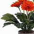 Künstliche Pflanze Gerbera Orange - H 35cm - Keramiktopf - Mica Decorations