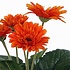 Künstliche Pflanze Gerbera Orange - H 35cm - Keramiktopf - Mica Decorations