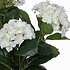 Künstliche Pflanze Hortensie Weiß - H 40 cm - Keramiktopf - Mica Decorations