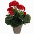 Kunstplant Geranium Rood - H 34cm - Keramiek sierpot - Mica Decorations
