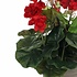 Kunstplant Geranium Rood - H 34cm - Keramiek sierpot - Mica Decorations