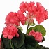 Kunstplant Geranium Zalm - H 34cm - Keramiek sierpot - Mica Decorations