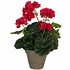 Kunstplant Geranium donkerroze - H 34cm - Keramiek sierpot - Mica Decorations