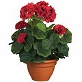 Kunstplant Geranium Rood - H 35cm - Keramiek sierpot - Mica Decorations