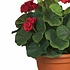 Kunstplant Geranium Rood - H 35cm - Keramiek sierpot - Mica Decorations