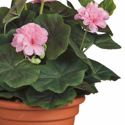 Künstliche Pflanze Geranie Rosa - H 35 cm - Keramiktopf - Mica Decorations