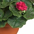 Künstliche Pflanze Geranie Dunkelrosa - H 35 cm - Keramiktopf - Mica Decorations