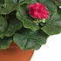 Kunstplant Geranium Donkerroze - H 35cm - Keramiek sierpot - Mica Decorations