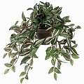 Künstliche Pflanze Tradescantia Grünbunt - L 45cm - Keramiktopf - Mica Decorations