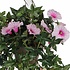 Künstliche Pflanze Petunie Rosa - L 50cm - Keramiktopf - Mica Decorations
